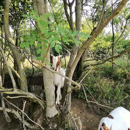Appartement Anna Ferienwohnung Am Eifelsteig *